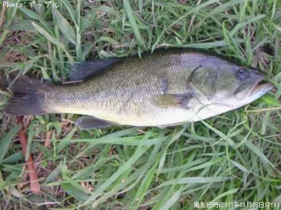 �֥�å��Х�