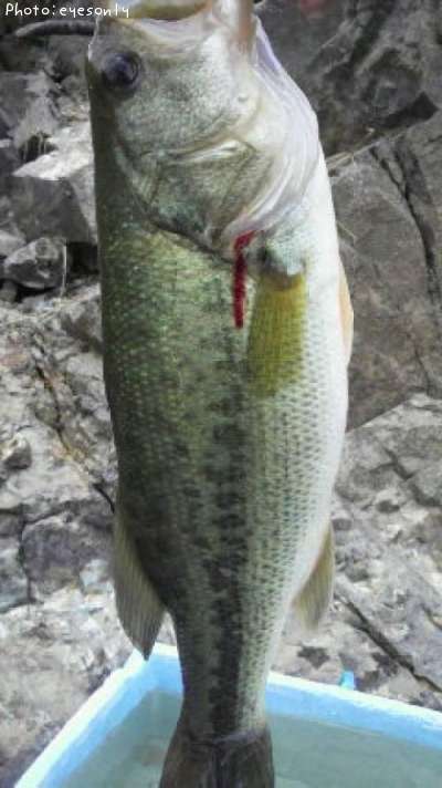 �֥�å��Х�