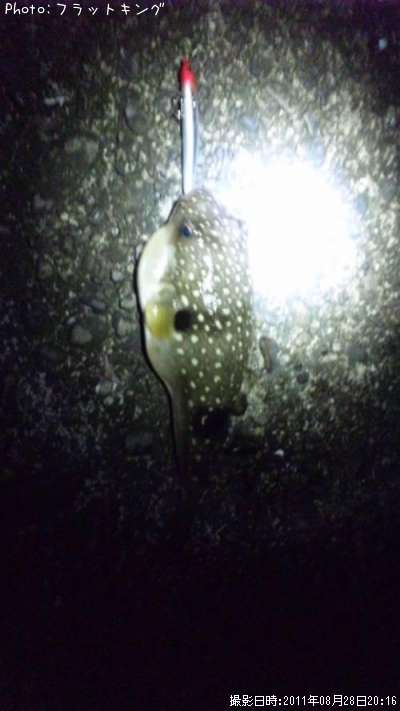 �����ե�