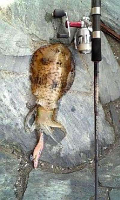 �����ꥤ��