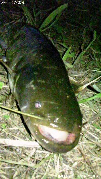 �ʥ�ޥ�����