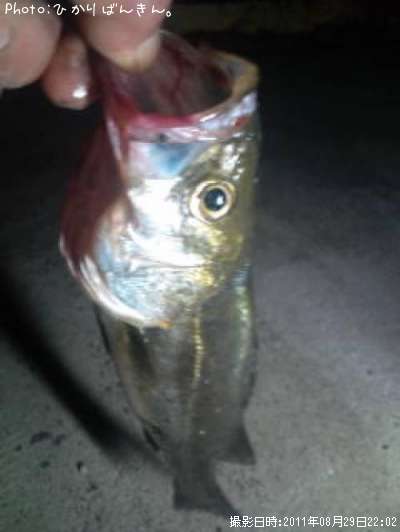 �����Х�