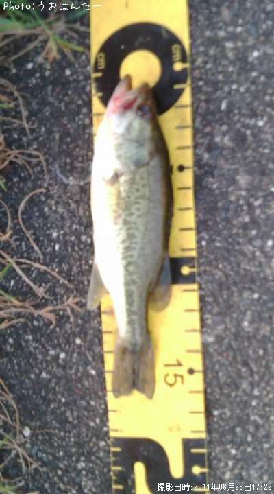 �֥�å��Х�