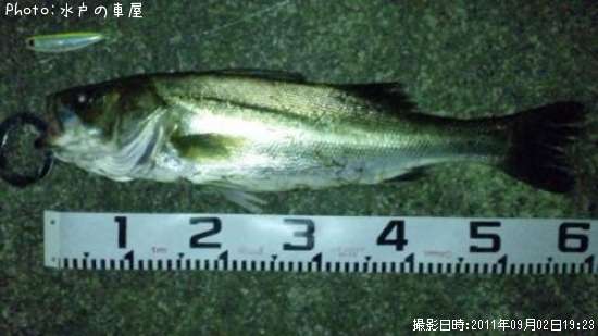 �����Х�