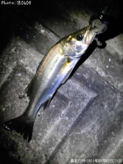 �����Х�