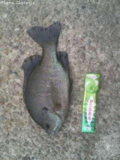 �֥롼����