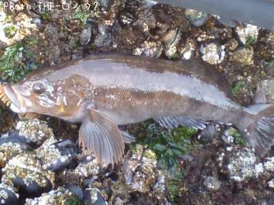 �����ʥ�