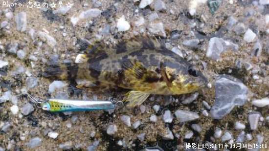 �����Υ���Х�ʡ��ߥˡ�