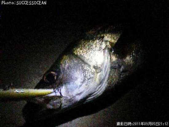 �����Х�