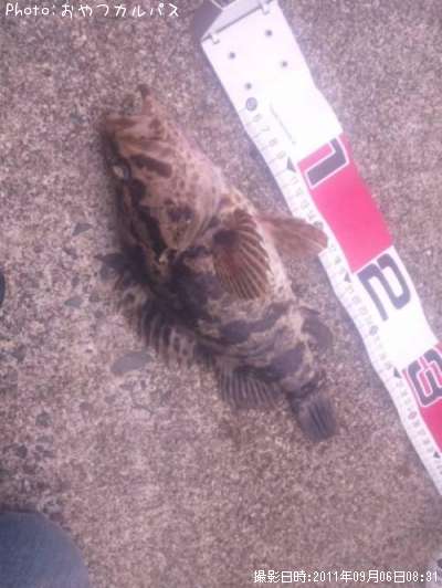 �٥å�������