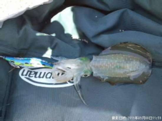 �����ꥤ��