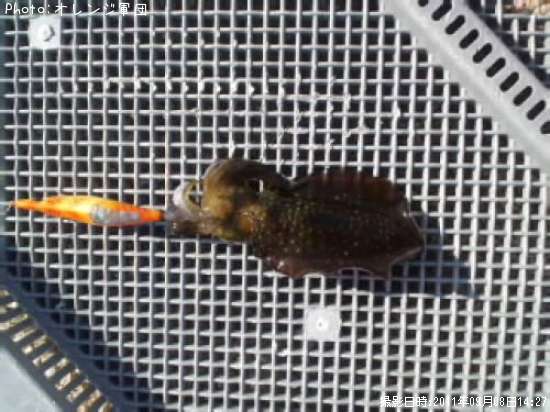 �����ꥤ��