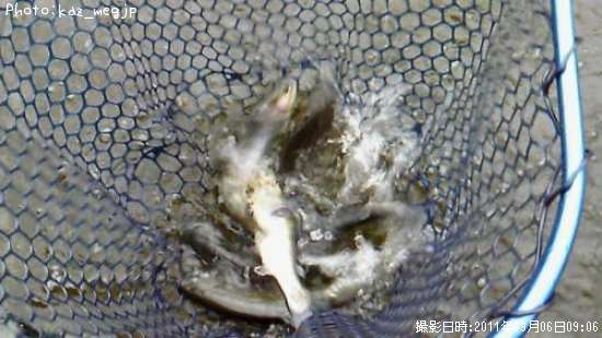 �쥤��ܡ��ȥ饦��