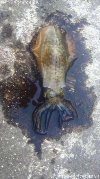 �����ꥤ��