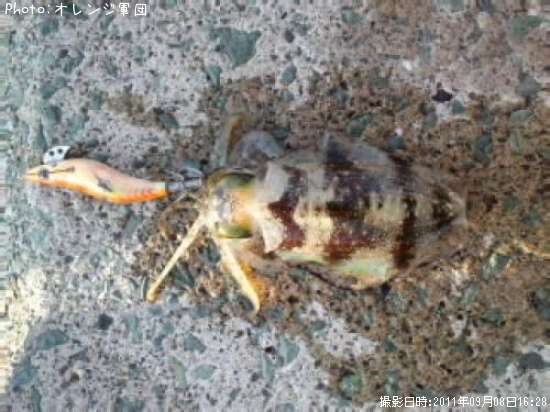 �����ꥤ��