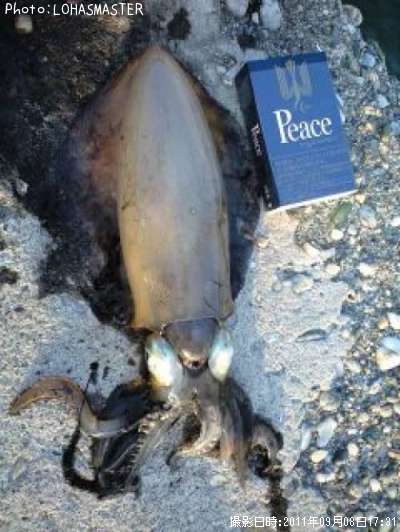 �����ꥤ��