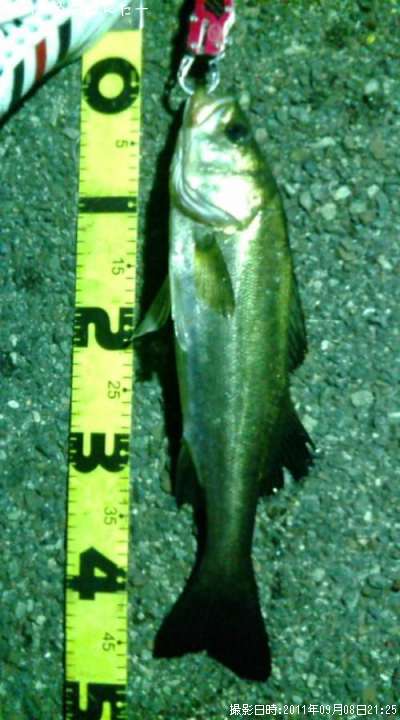 �����Х�