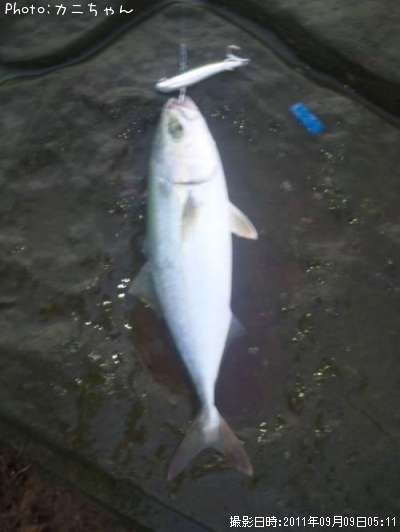 �����å�