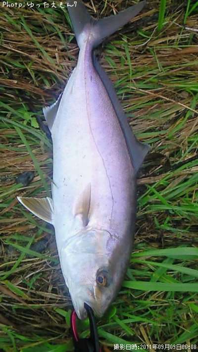 ����ѥ��λ�