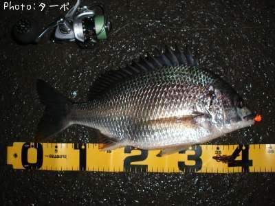 ���ӥ����