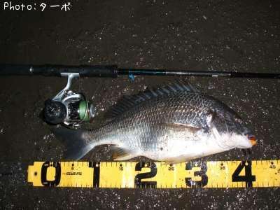 ���ӥ����