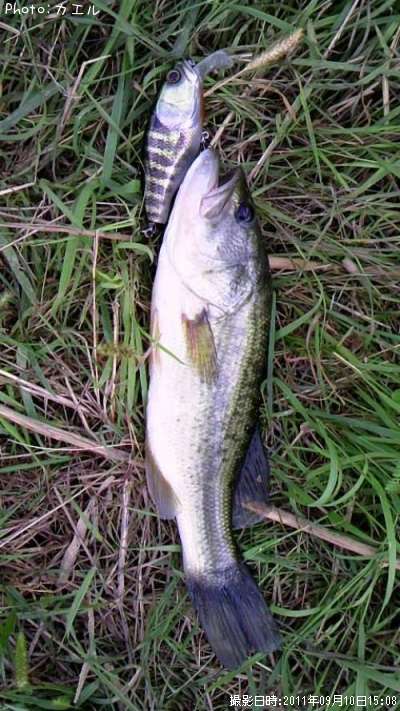 �֥�å��Х�