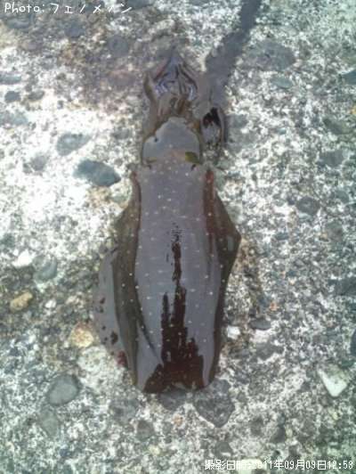 �����ꥤ��