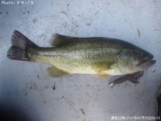 �֥�å��Х�