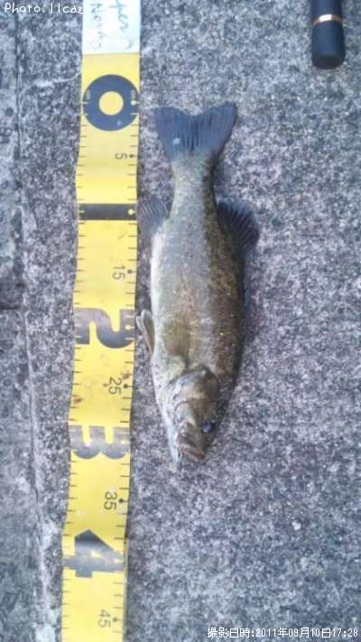 ���⡼��ޥ����Х�