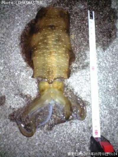 �����ꥤ��