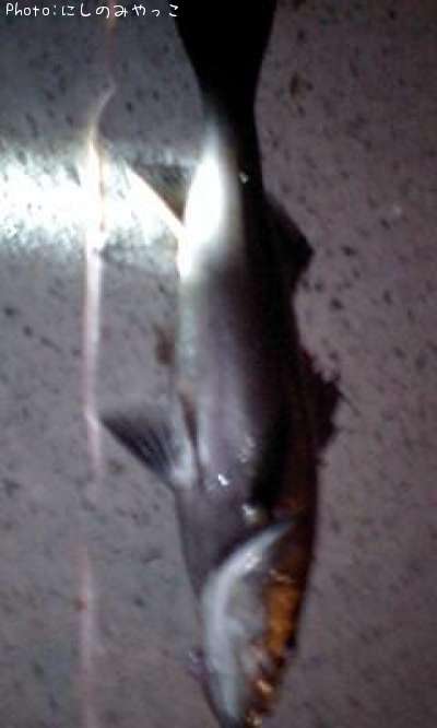 �����Х�