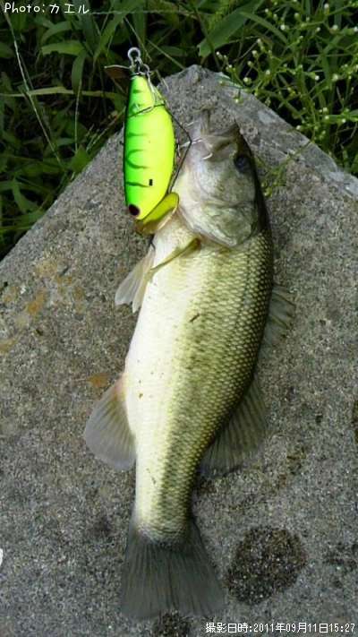 �֥�å��Х�