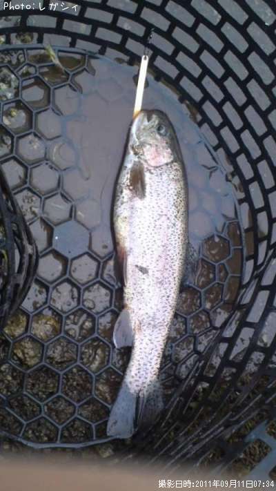 �쥤��ܡ��ȥ饦��