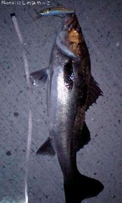 �����Х�