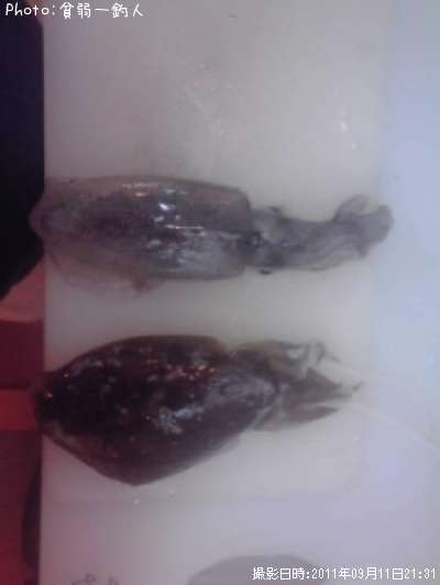 �����ꥤ��