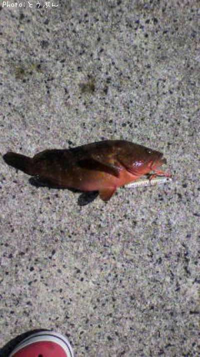 �����ϥ�