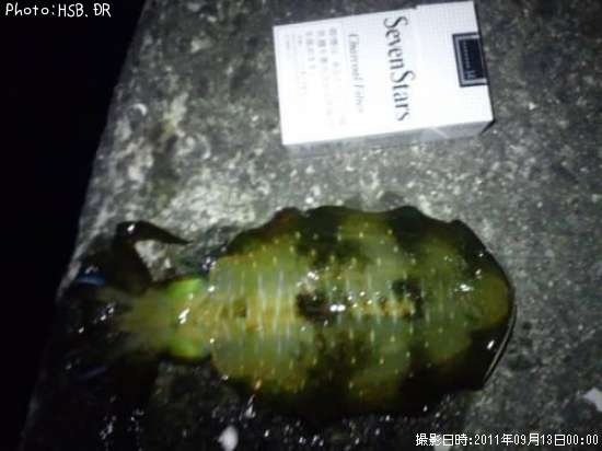 �����ꥤ��