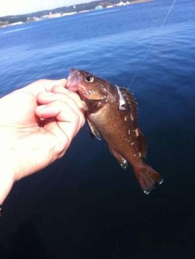 ������Х�