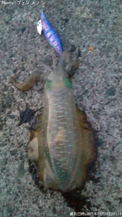 �����ꥤ��