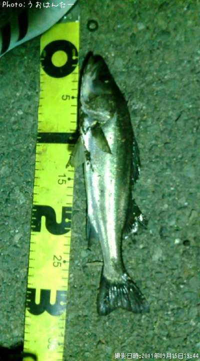 �����Х�