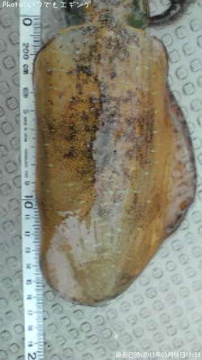 �����ꥤ��