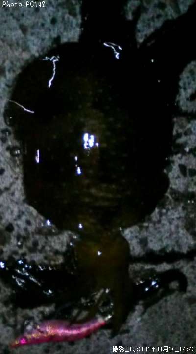 �����ꥤ��