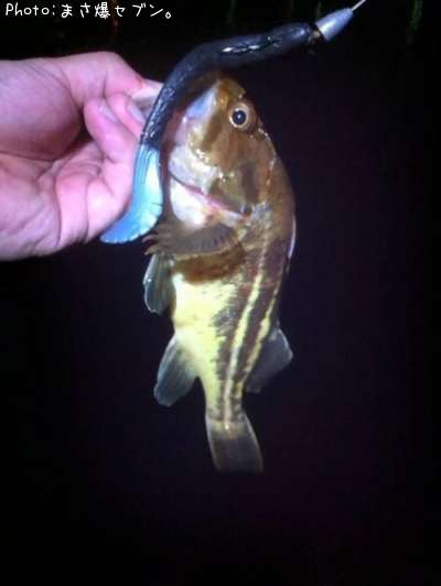 ���ޥ���