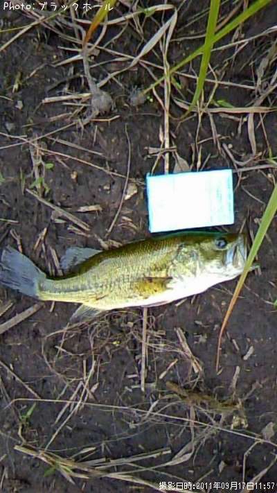 �֥�å��Х�