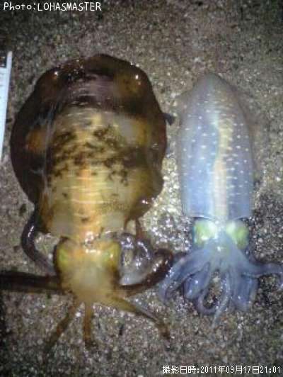 �����ꥤ��