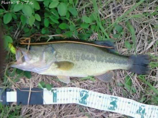 �֥�å��Х�