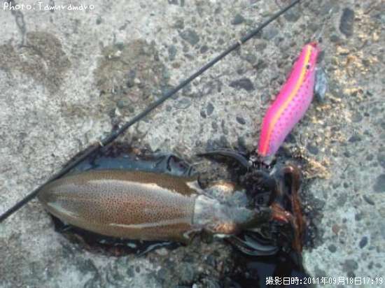 �����ꥤ��