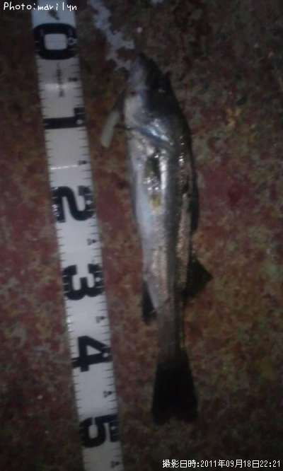 �����Х�