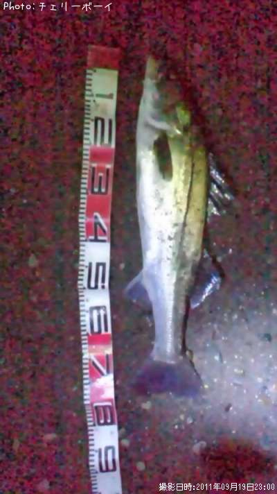 �����Х�