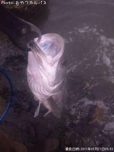 �����Х�